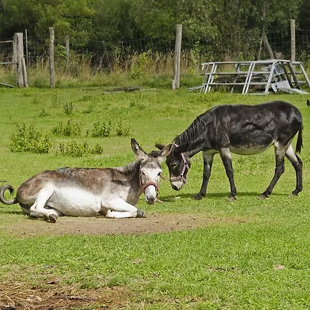 아파트 Bertelemuehle 군즈부르크