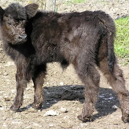 Bertelemuehle
