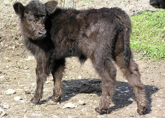 Bertelemuehle
